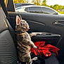 dog, puppy, french_bulldog, car_interior, car_seat, seatbelt, window, trees, parked_cars, red_jacket, black_jacket, tongue_out, ears_up, sunlight, daytime, pet, animal, cute, brindle, collar