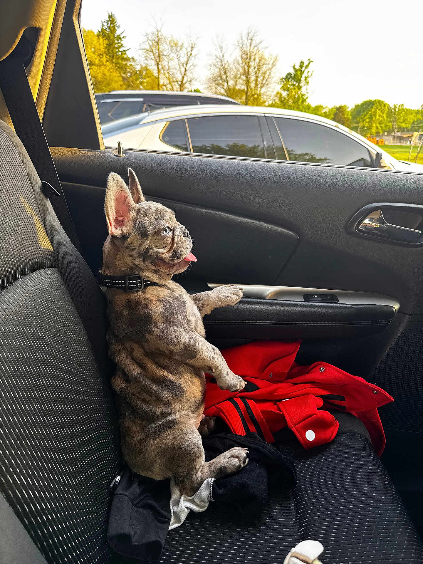 Sir King Blue joined the competition — help win amazing prizes! dog, puppy, french_bulldog, car_interior, car_seat, seatbelt, window, trees, parked_cars, red_jacket, black_jacket, tongue_out, ears_up, sunlight, daytime, pet, animal, cute, brindle, collar