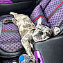 Sir King Blue is registered to the contest to win money with this photo: dog, puppy, sleeping, car_seat, purple, gucci_pattern, water_bottle, relaxing, brindle, canine, pet, napping, leather, interior, seatbelt, closeup, companion, domestic_animal, resting, cozy