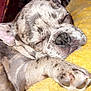 Sir King Blue joined the competition — help win amazing prizes! dog, sleeping, paw, brindle, closeup, cozy, blanket, yellow, rest, relaxation, pet, fur, cute, indoors, animal, snuggle, calm, face, nose, ears