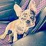dog, french_bulldog, puppy, car_seat, gucci_pattern, purple, leather, seatbelt, window, ears, blue_eyes, sparkles, close_up, pet, animal, cute, sitting, indoor, vehicle_interior, fashion