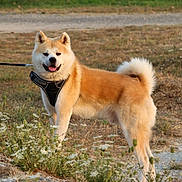 Taeko a rejoint le concours — aidez-le/la à gagner de superbes lots ! akita, dog, canine, leash, outdoor, grass, wildflowers, nature, pet, animal, fur, tail, ears, happy, standing, muzzle, collar, walking, summer, daylight