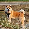 akita, dog, canine, leash, outdoor, grass, wildflowers, nature, pet, animal, fur, tail, ears, happy, standing, muzzle, collar, walking, summer, daylight
