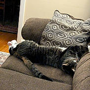 Hank is registered to the contest to win money with this photo: cat, tabby, couch, pillow, indoor, relaxed, pet, fur, animal, resting, home, cozy, sleeping, comfortable, living_room, furniture, paw, striped, mammal, domestic