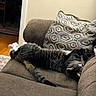 cat, tabby, couch, pillow, indoor, relaxed, pet, fur, animal, resting, home, cozy, sleeping, comfortable, living_room, furniture, paw, striped, mammal, domestic