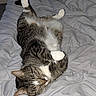 Hank is registered to the contest to win money with this photo: cat, tabby, sleeping, bed, comforter, indoor, pet, feline, fur, whiskers, relaxed, cozy, resting, paws, sleep, domestic_animal, cute, animal, mammal, cute_pet