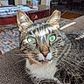 Hank joined the competition — help win amazing prizes! cat, tabby, green_eyes, tongue_out, close_up, indoor, living_room, couch, furniture, carpet, plant, water_bottle, relaxing, pet, whiskers, fur, cute, domestic_animal, portrait, cozy