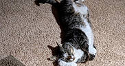 Hank is registered to the contest to win money with this photo: cat, carpet, toy, sleeping, relaxed, cute, indoor, pet, feline, fur, whiskers, paws, cozy, resting, domestic_animal, tabby, white_paws, fluffy, animal, comfort