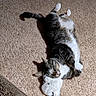 cat, carpet, toy, sleeping, relaxed, cute, indoor, pet, feline, fur, whiskers, paws, cozy, resting, domestic_animal, tabby, white_paws, fluffy, animal, comfort