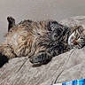 Mateo is registered to the contest to win money with this photo: cat, tabby, fluffy, furry, pet, animal, sleeping, lying_down, upside_down, belly_up, paws, whiskers, ears, tail, bed, blanket, bedroom, indoors, cozy, relaxed