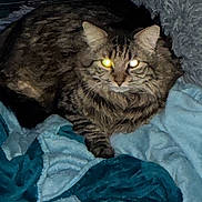 Mateo is registered to the contest to win money with this photo: cat, tabby, fluffy, long_hair, feline, pet, animal, eyes, glowing_eyes, whiskers, ears, striped_fur, brown_fur, gray_fur, lying_down, blanket, bed, indoors, portrait, cozy