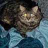 cat, tabby, fluffy, long_hair, feline, pet, animal, eyes, glowing_eyes, whiskers, ears, striped_fur, brown_fur, gray_fur, lying_down, blanket, bed, indoors, portrait, cozy