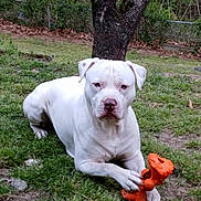 Scooby joined the competition — help win amazing prizes! dog, white_dog, toy, orange_toy, grass, tree, outdoor, pet, animal, playful, canine, nature, lawn, resting, paw, quiet, backyard, fence, calm, summer