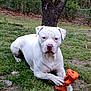 dog, white_dog, toy, orange_toy, grass, tree, outdoor, pet, animal, playful, canine, nature, lawn, resting, paw, quiet, backyard, fence, calm, summer