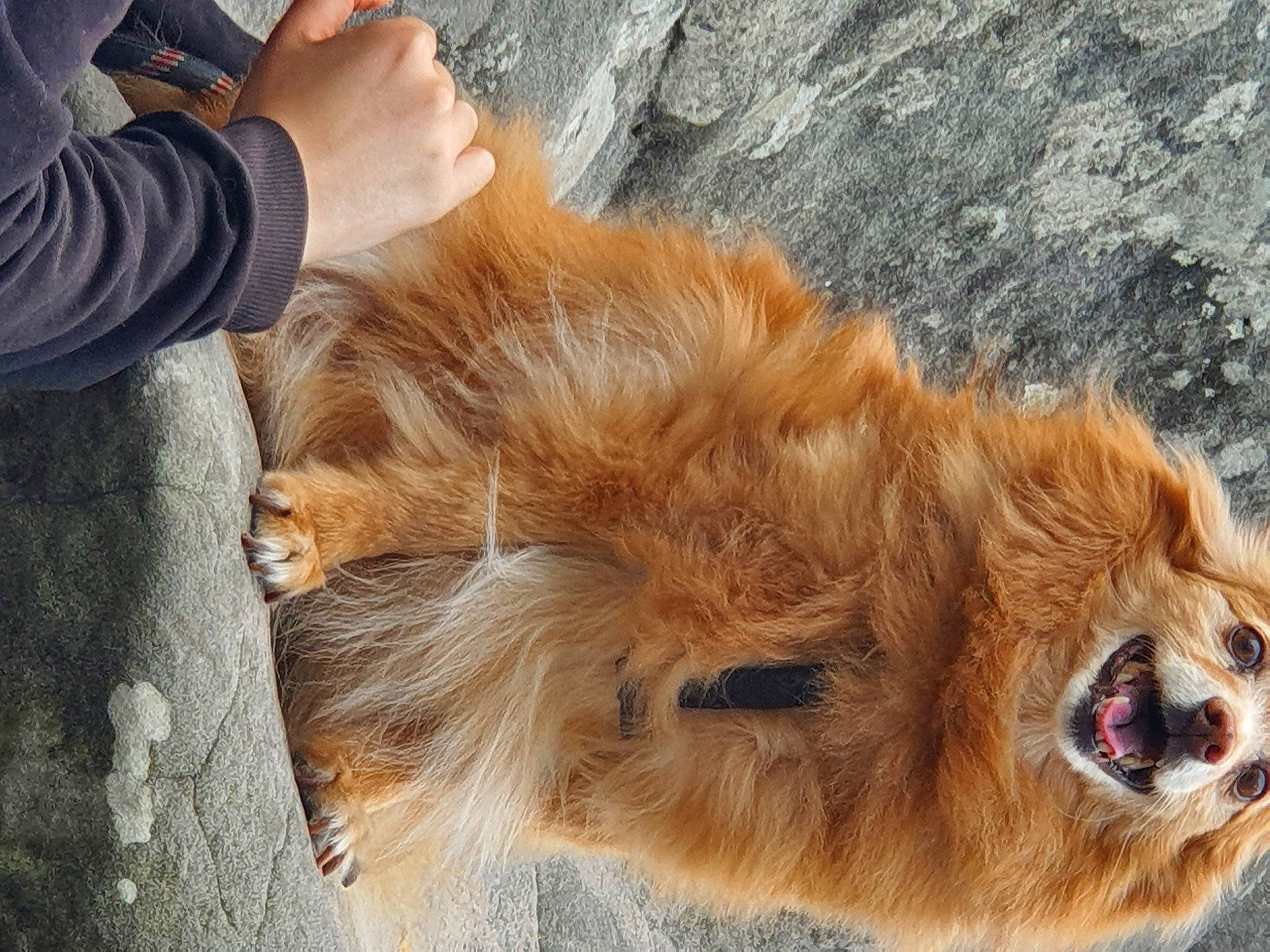 Loulou participe au concours pour gagner de l'argent avec cette photo : canidae, carnivore, claw, companion_dog, dog, dog_breed, fawn, felidae, fur, liver, paw, retriever, snout, sporting_group, street_dog, tail, terrestrial_animal, whiskers, wildlife, working_animal