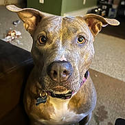 Chloe is registered to the contest to win money with this photo: dog, pet, close_up, ears, brown_fur, white_chest, collar, indoor, carpet, toy, household, curious, animal, canine, portrait, looking_at_camera, domestic, furniture, floor, dog_tag