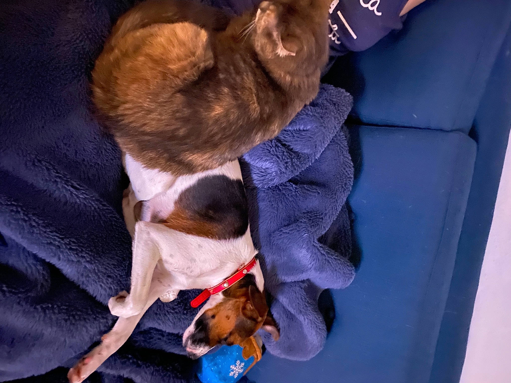 Ruby joined the competition — help win amazing prizes! canidae, carnivore, comfort, companion_dog, dog, dog_breed, ear, electric_blue, fawn, fur, liver, non_sporting_group, puppy, snout, sporting_group, tail, whiskers, working_animal