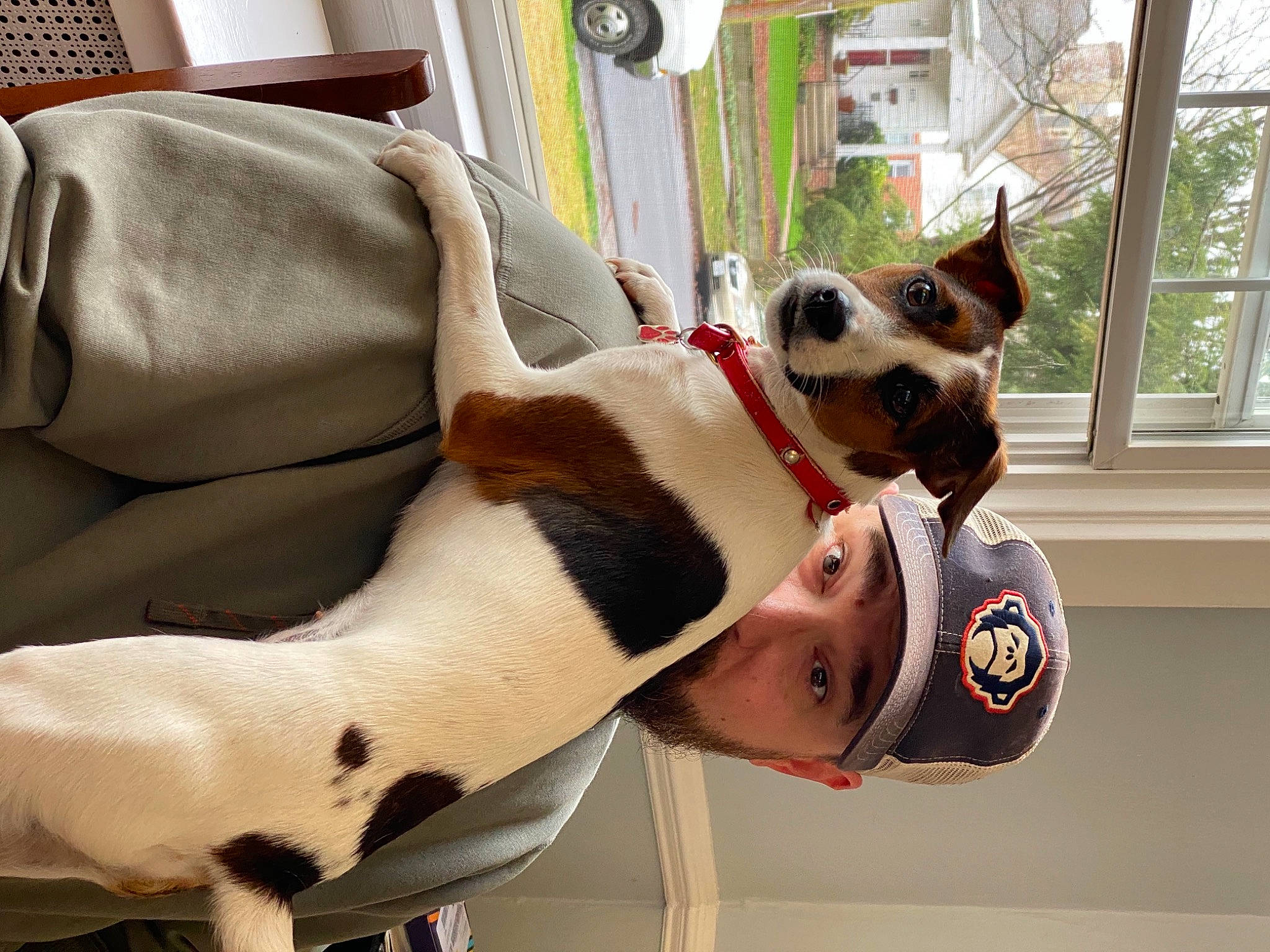 Ruby joined the competition — help win amazing prizes! carnivore, collar, comfort, companion_dog, dog, dog_breed, ear, eyewear, fawn, happy, leash, plant, snout, sunglasses, textile, tree, whiskers, white, window, working_animal