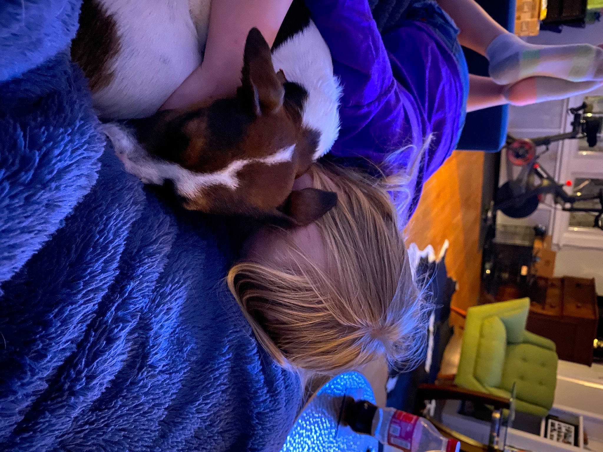 Ruby joined the competition — help win amazing prizes! blue, carnivore, comfort, companion_dog, couch, dog_breed, electric_blue, event, fawn, felidae, fur, human_leg, linens, purple, room, small_to_medium_sized_cats, toy_dog, tree, whiskers, wood