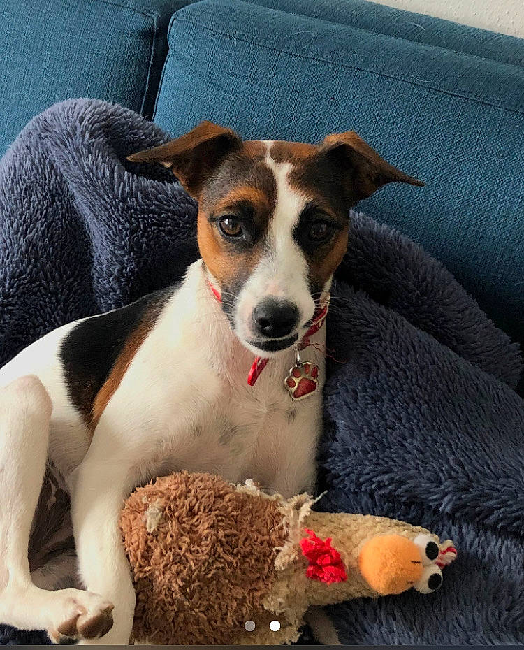 Ruby is registered to the contest to win money with this photo: canidae, carnivore, collar, comfort, companion_dog, dog, dog_breed, dog_collar, dog_supply, fawn, irishjacks, paw, snout, sporting_group, terrier, whiskers