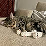 Loki is registered to the contest to win money with this photo: cat, tabby, sleeping, paws, couch, blanket, indoor, cozy, feline, pet, resting, fur, striped, whiskers, cute, relaxed, home, nap, soft, comfort