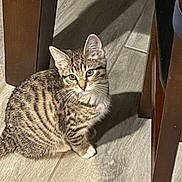 Loki is registered to the contest to win money with this photo: cat, kitten, tabby, striped, white_paws, indoor, floor, tile_floor, wooden_furniture, shadow, pet, animal, cute, small, sitting, feline, domestic_cat, young_cat, curious, ears