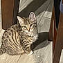 cat, kitten, tabby, striped, white_paws, indoor, floor, tile_floor, wooden_furniture, shadow, pet, animal, cute, small, sitting, feline, domestic_cat, young_cat, curious, ears