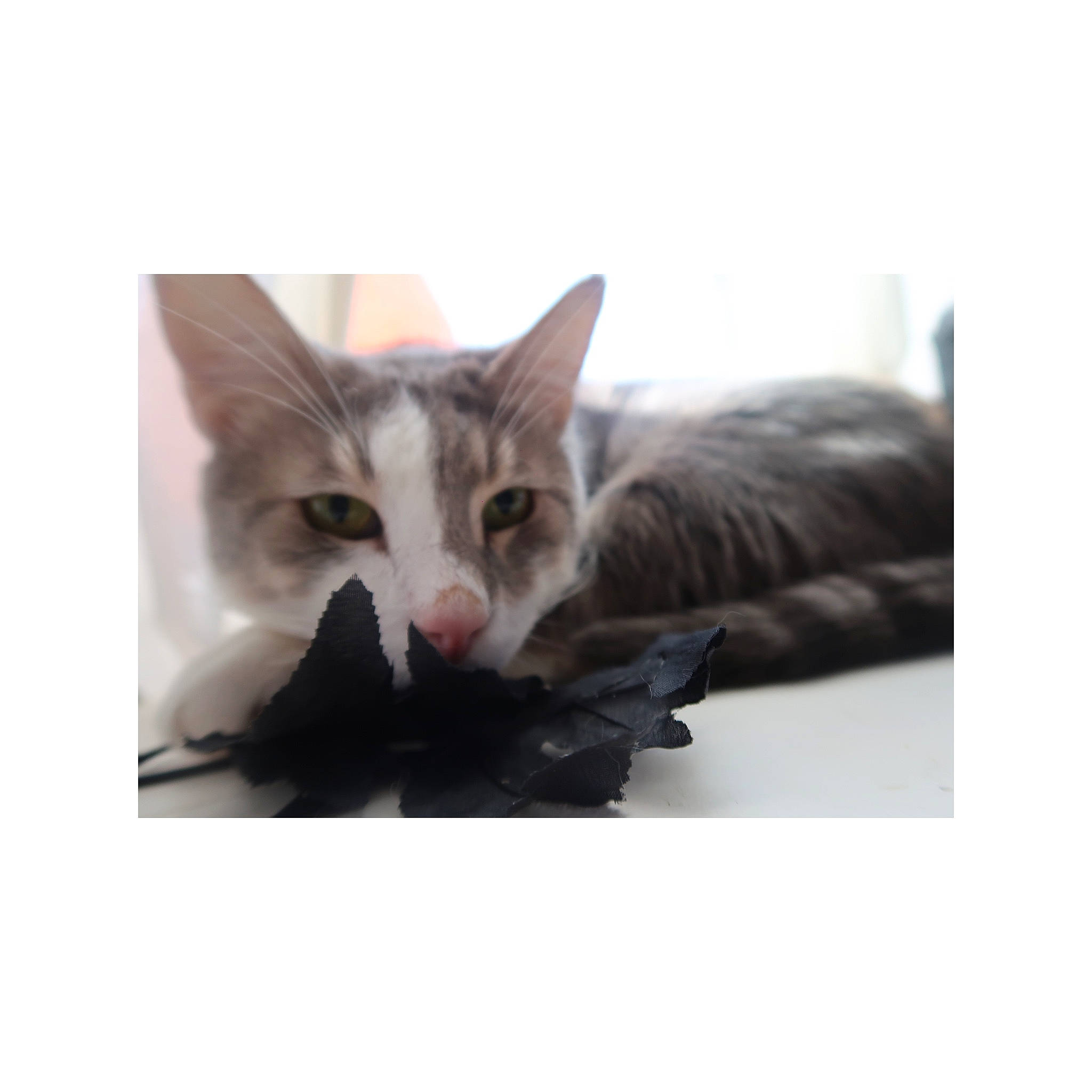 Jamie is registered to the contest to win money with this photo: art, box, carnivore, cat, claw, comfort, domestic_short_haired_cat, felidae, foot, fur, gesture, metal, output_device, paw, photo_caption, rectangle, sitting, small_to_medium_sized_cats, tail, whiskers