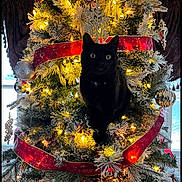 Prince is registered to the contest to win money with this photo: animal, black_cat, cat, celebration, christmas_tree, curious, daylight, decor, festive, greenery, holiday_decorations, indoor, lights, ornaments, pet, pine_cones, pine_needles, red_ribbon, window, winter
