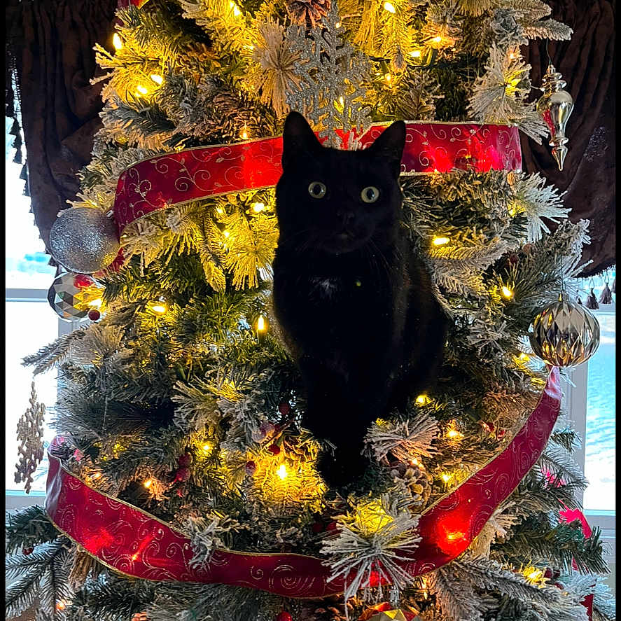 Prince is registered to the contest to win money with this photo: animal, black_cat, cat, celebration, christmas_tree, curious, daylight, decor, festive, greenery, holiday_decorations, indoor, lights, ornaments, pet, pine_cones, pine_needles, red_ribbon, window, winter