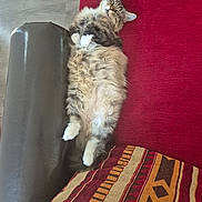 Vénus a rejoint le concours — aidez-le/la à gagner de superbes lots ! carpet, cat, cozy, cushion, feline, fluffy, fur, home, indoor, leather_armrest, lying_down, patterned_cushion, pet, red_carpet, relaxed, resting, sleeping, tabby_cat, whiskers, white_paws