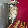 carpet, cat, cozy, cushion, feline, fluffy, fur, home, indoor, leather_armrest, lying_down, patterned_cushion, pet, red_carpet, relaxed, resting, sleeping, tabby_cat, whiskers, white_paws