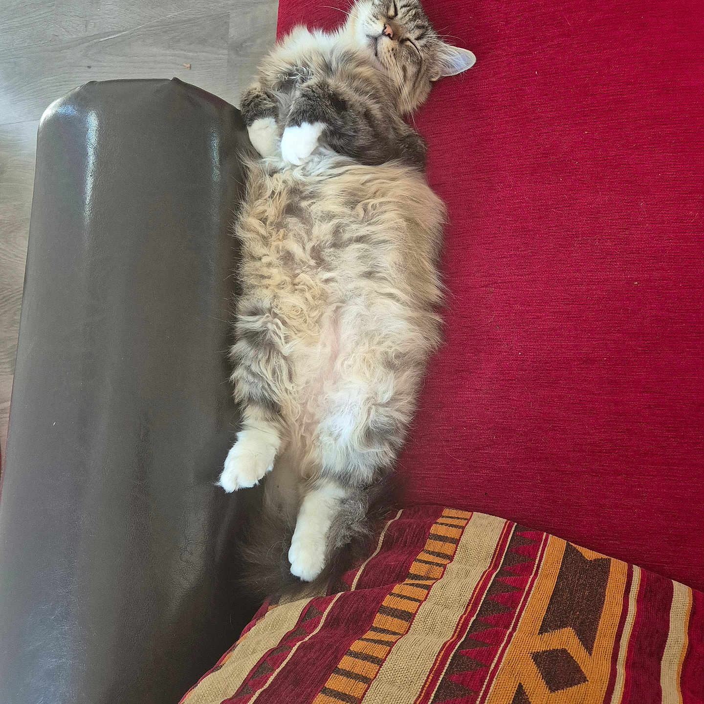 Vénus