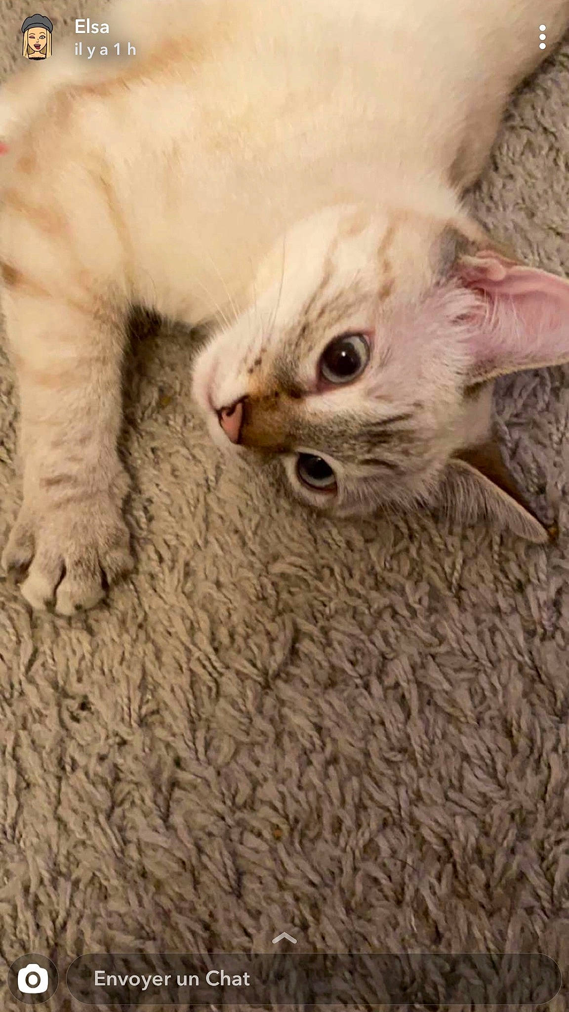 Sarabi a rejoint le concours — aidez-le/la à gagner de superbes lots ! asian, british_longhair, carnivore, cat, claw, cornish_rex, devon_rex, eye, fawn, felidae, fur, german_rex, khao_manee, kitten, mammal, ragdoll, small_to_medium_sized_cats, turkish_angora, turkish_van, whiskers