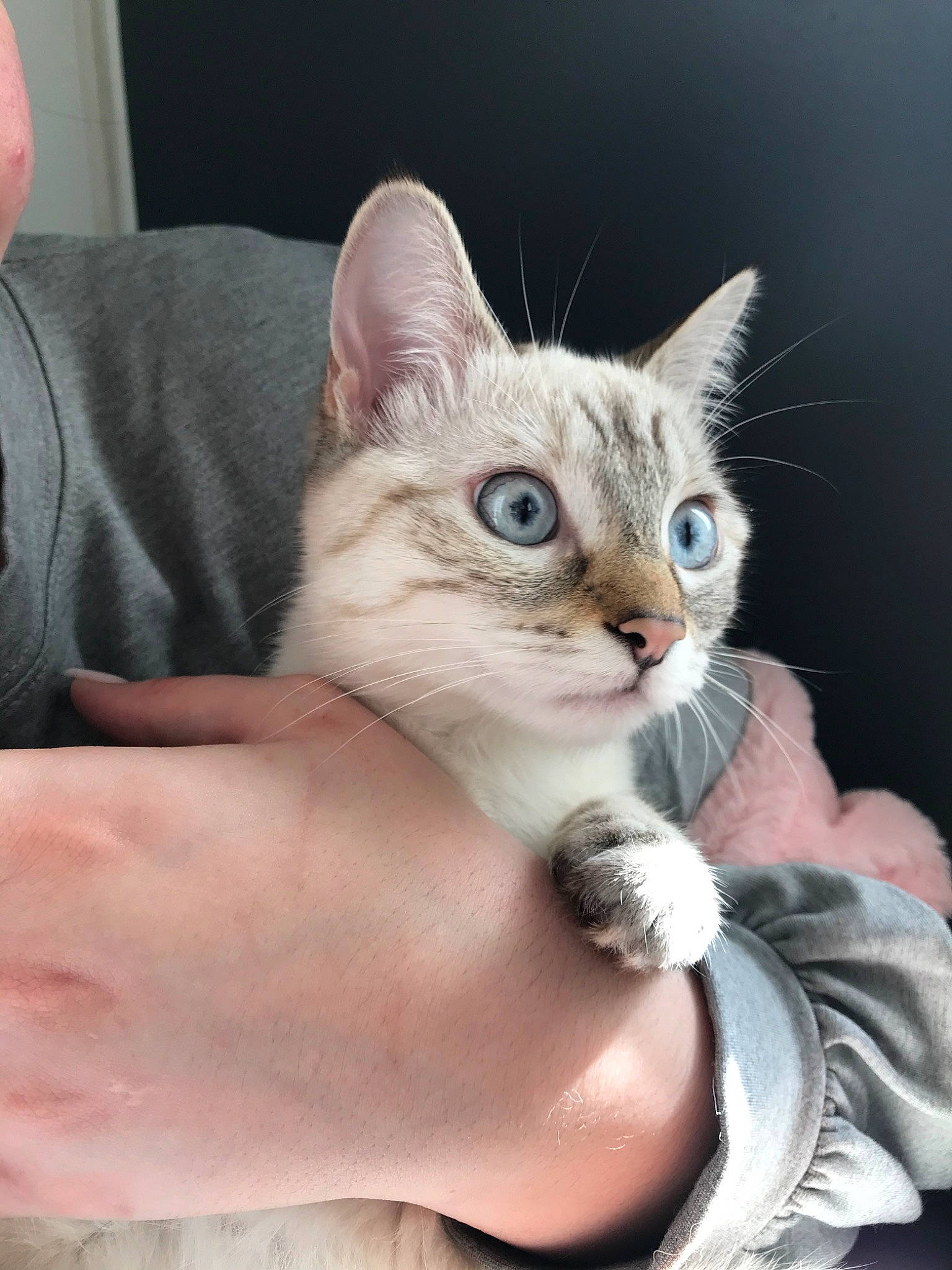 Sarabi a rejoint le concours — aidez-le/la à gagner de superbes lots ! aegean_cat, american_wirehair, asian, australian_mist, burmilla, carnivore, cat, domestic_short_haired_cat, ear, european_shorthair, eye, felidae, german_rex, kitten, mammal, ojos_azules, singapura, small_to_medium_sized_cats, vertebrate, whiskers