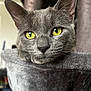 Shadow participe au concours pour gagner de l'argent avec cette photo : cat, gray_cat, yellow_eyes, whiskers, close_up, portrait, ears, fur, nose, feline, domestic_cat, pet, indoor, cat_tree, soft_texture, gaze, curious, eye_reflection, head, relaxed