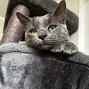 Shadow a rejoint le concours — aidez-le/la à gagner de superbes lots ! cat, gray_cat, feline, green_eyes, whiskers, paw, close_up, portrait, pet, cat_tree, plush, fur, ears, indoor, cozy, resting, looking_at_camera, muzzle, sleepy, domestic_cat