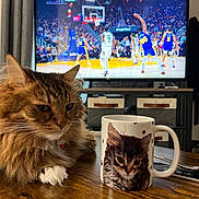 Mr. Tiger is registered to the contest to win money with this photo: cat, mug, kitten, television, basketball, tv_screen, wood_table, living_room, curtain, remote_control, shelf, crowd, paw, fur, pet_tag, drinkware, photo_mug, sports, cozy, portrait