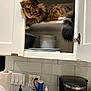 Mr. Tiger is registered to the contest to win money with this photo: cat, tabby_cat, fluffy_cat, cabinet, kitchen, shelf, plates, bowls, tail, fur, pet, indoor, countertop, coffee_maker, tiles, paper_towel, appliance, curious, relaxed, mischief