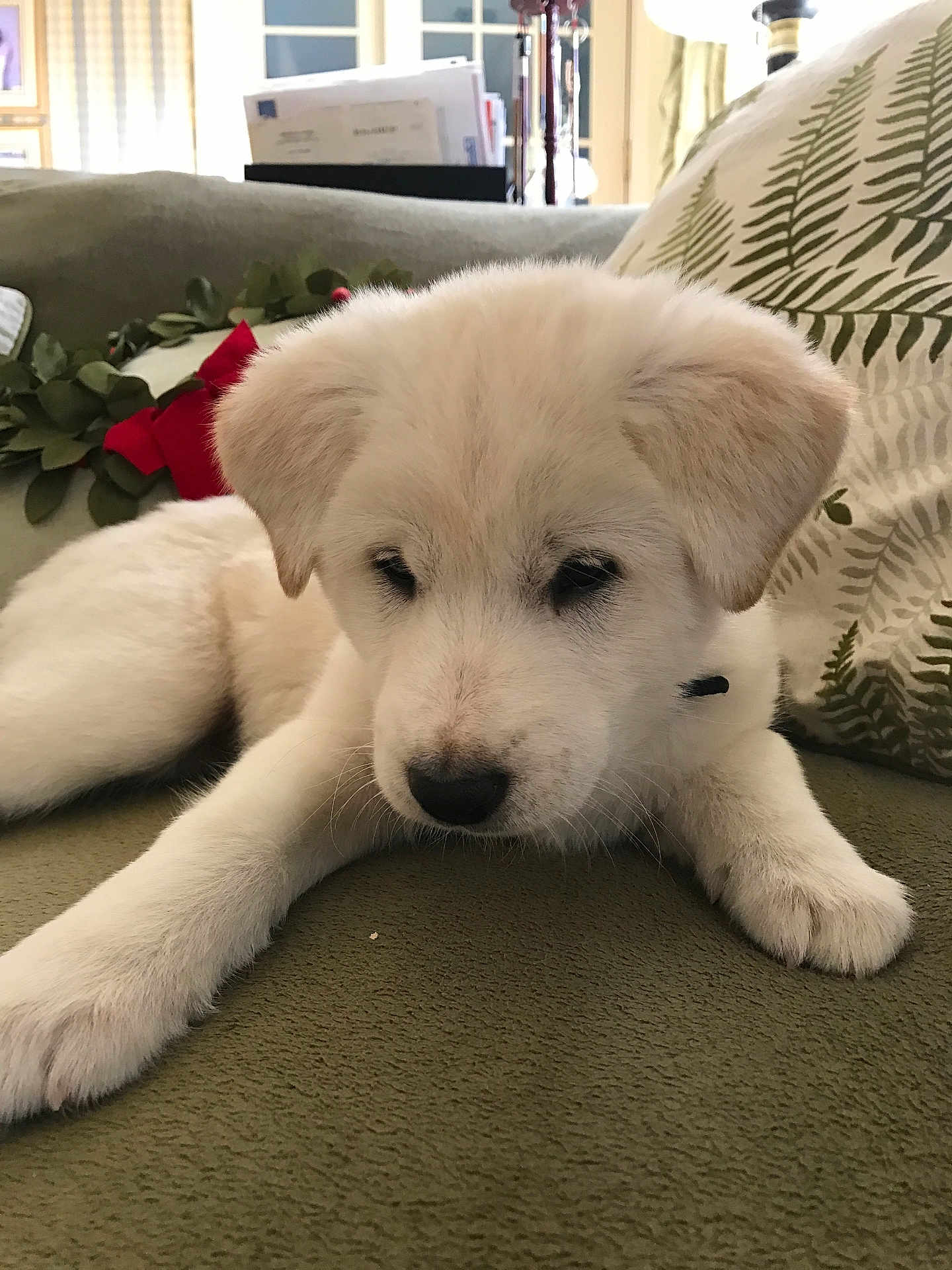 Jojo joined the competition — help win amazing prizes! puppy, dog, white_puppy, fur, nose, paws, eyes, ears, couch, cushion, pillow, blanket, wreath, red_bow, living_room, indoor, close_up, pet, sleepy, portrait