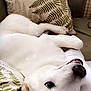 Jojo joined the competition — help win amazing prizes! dog, white_dog, pet, couch, pillow, fern_pattern, leaf_pattern, cushion, indoor, lying_down, close_up, cozy, fur, snout, paw, face, relaxed, home_interior, upholstery, sleeping