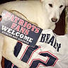 blanket, brady, chair_leg, close_up, dog, fan, flash, football_fan, hand_with_nails, indoor, jersey, patriots_sign, paw, pet, portrait, puppy, sign, sports_jersey, white_dog, wood_floor