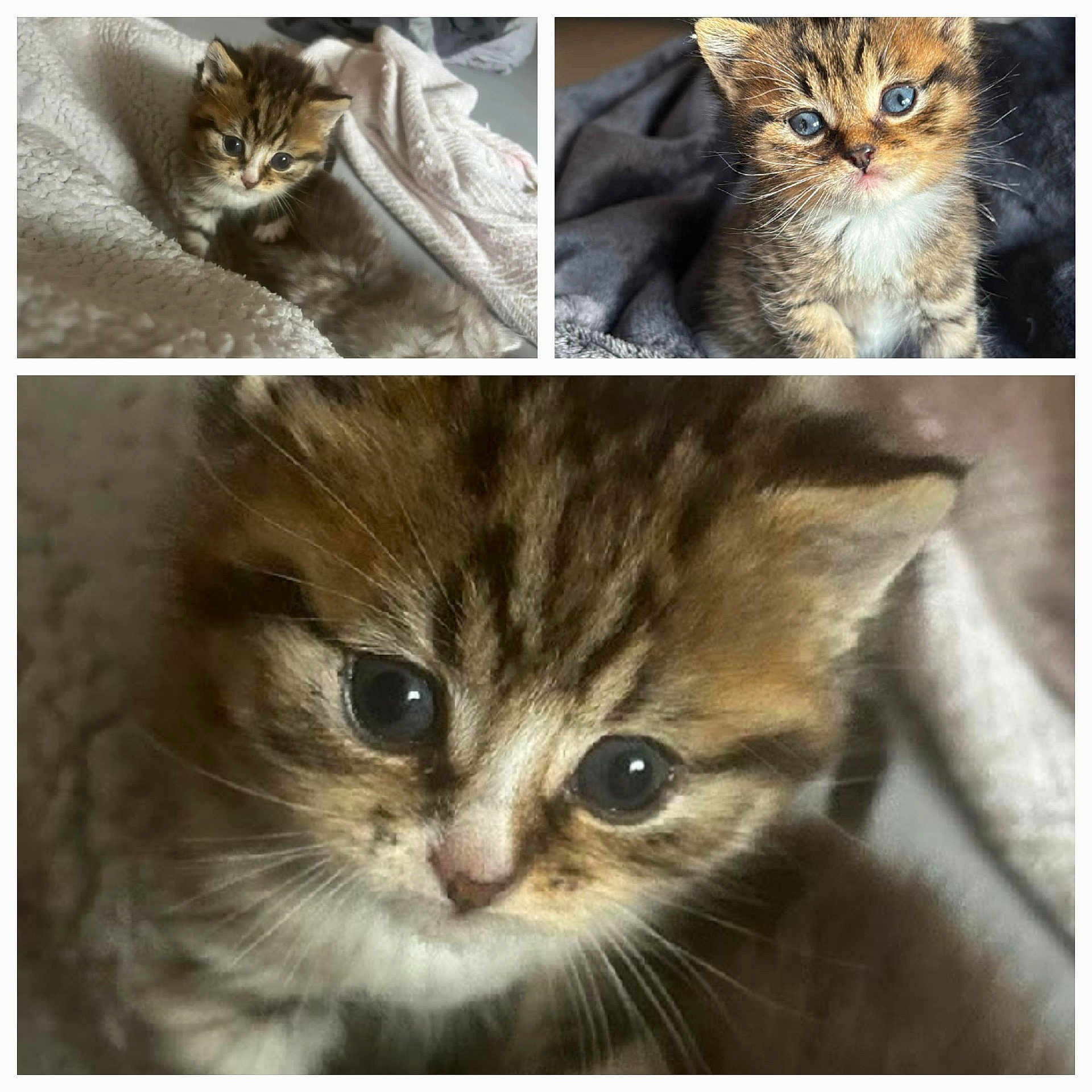 Anya a rejoint le concours — aidez-le/la à gagner de superbes lots ! kitten, tabby, cat, close_up, cute, fur, eyes, pet, animal, cozy, blanket, soft, young, whiskers, indoor, portrait, feline, sleepy, small, adorable