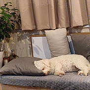Sky a rejoint le concours — aidez-le/la à gagner de superbes lots ! dog, sleeping, cushion, pillow, indoor, plant, pot, curtains, decor, statue, white_dog, cozy, resting, furniture, home, wood_floor, relaxation, soft_lighting, animal, pet