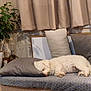 dog, sleeping, cushion, pillow, indoor, plant, pot, curtains, decor, statue, white_dog, cozy, resting, furniture, home, wood_floor, relaxation, soft_lighting, animal, pet