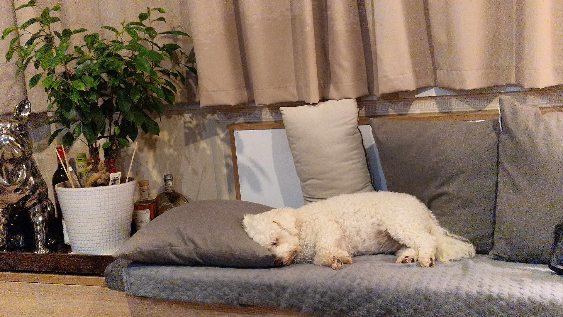 Sky a rejoint le concours — aidez-le/la à gagner de superbes lots ! dog, sleeping, cushion, pillow, indoor, plant, pot, curtains, decor, statue, white_dog, cozy, resting, furniture, home, wood_floor, relaxation, soft_lighting, animal, pet