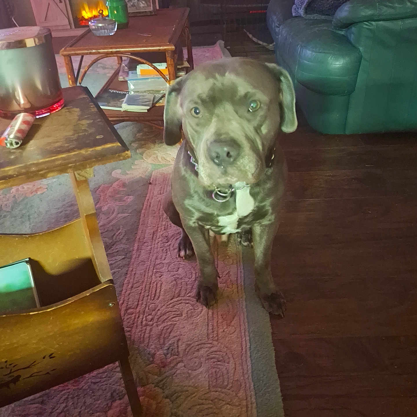 Kujo is registered to the contest to win money with this photo: adult, animal, architecture, building, canine, couch, dog, female, furniture, hardwood, hound, indoors, livingroom, person, pet, plywood, puppy, room, woman, wood