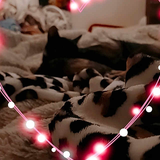 Percilla is registered to the contest to win money with this photo: carmine, ceiling, christmas_decoration, darkness, decoration, entertainment, event, flooring, holiday, light, light_fixture, lighting, linens, magenta, night, pink, room, shadow, textile, tree