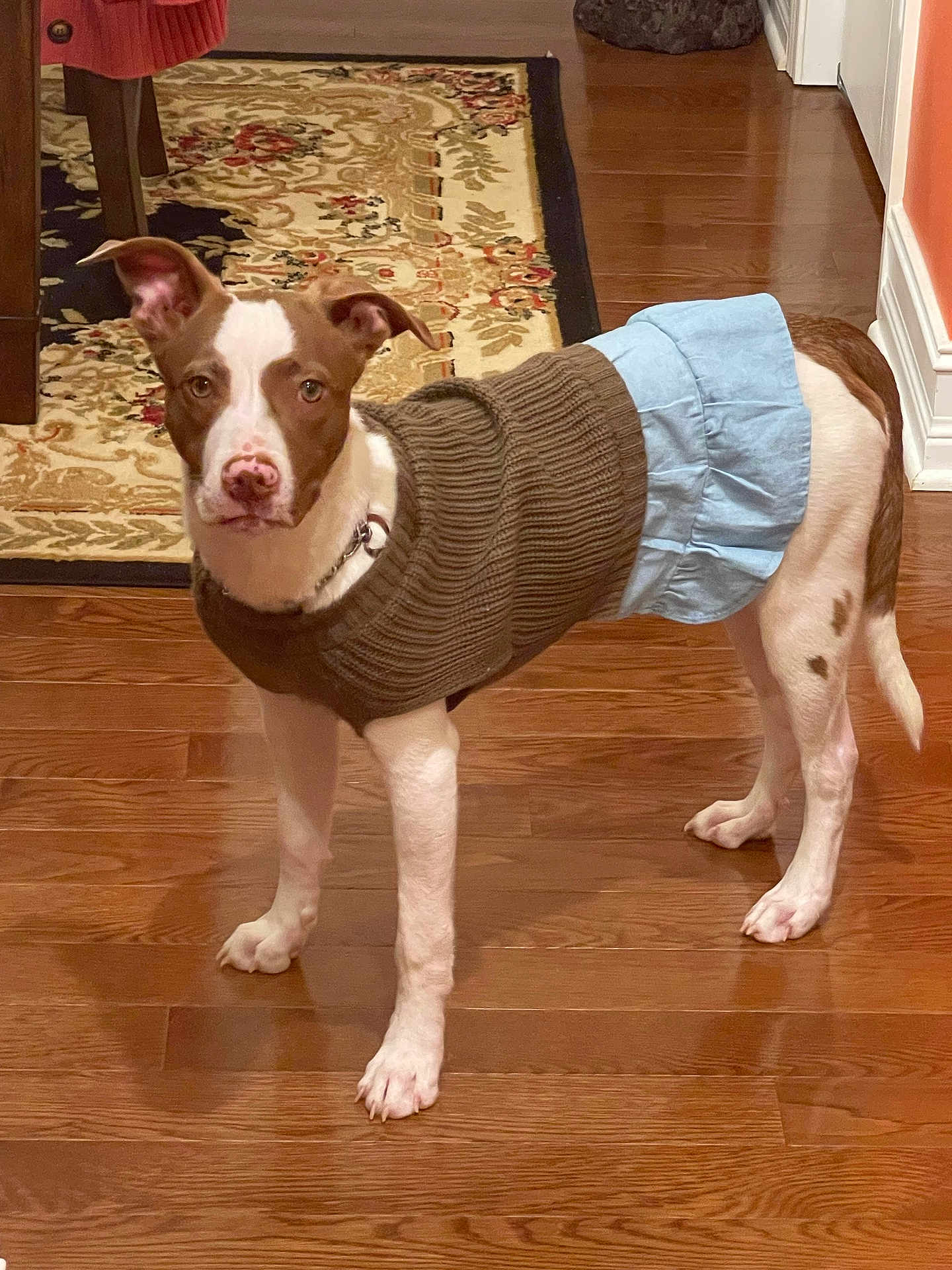 Sadie joined the competition — help win amazing prizes! dog, pet, brown_and_white, sweater, skirt, wooden_floor, indoor, carpet, furniture, ears_up, standing, animal, domestic_animal, cute, looking_at_camera, collar, tail, legs, wall, baseboard