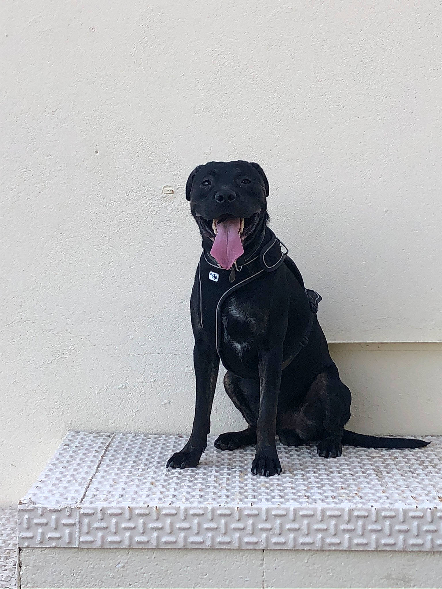 Onix participe au concours pour gagner de l'argent avec cette photo : borador, canidae, carnivore, collar, companion_dog, dog, dog_breed, dog_collar, flooring, fur, guard_dog, gun_dog, labrador_retriever, liver, non_sporting_group, retriever, sporting_group, tail, whiskers, working_animal